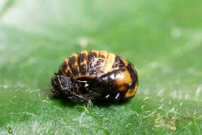 Les pupes d'insectes sur une feuille verte se bouchent.