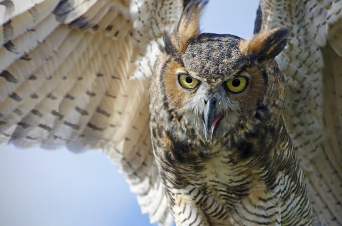 grand-duc d'Amérique, Bubo virginianus