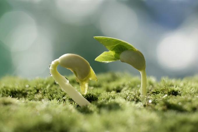 J'ai obtenu Vous êtes un semis. Parties d'un quiz sur les plantes à fleurs