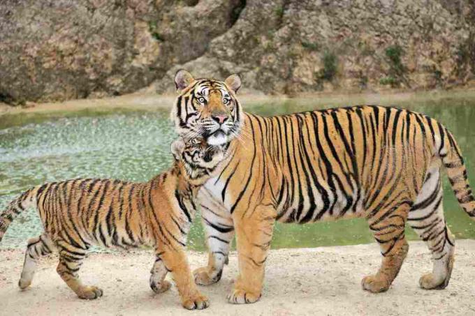 Tigre du Bengale adulte veillant sur son petit