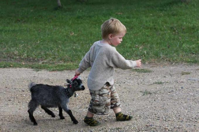 Jeune garçon tirant le long de la jeune chèvre pygmée