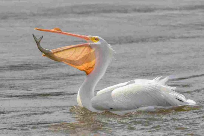 Grand pélican blanc (Pelecanus onocrotalus)