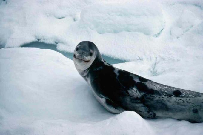 La bouche du phoque léopard se tourne vers le haut sur les bords, ressemblant à un sourire.