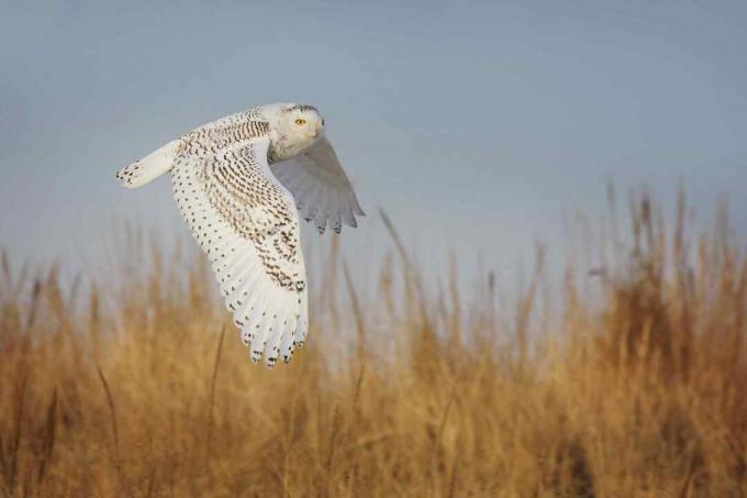 Chouette des neiges en vol élégant sur l'herbe à Jones Beach, Long Island