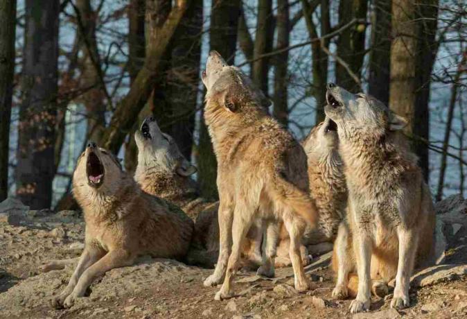 Hurlement des loups canadiens devant une forêt.