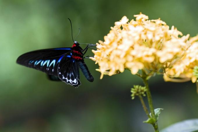 Machaon moqueur