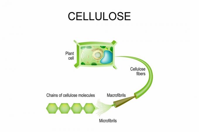 Cellulose dans les plantes