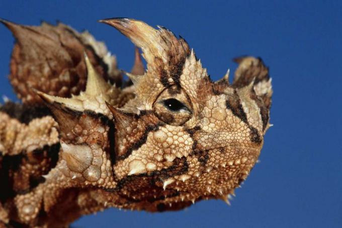 Tête d'un lézard diable épineux