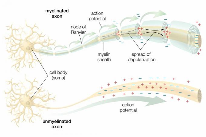 Impulsion nerveuse