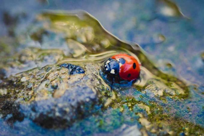 Coccinelle dans une flaque d'eau.