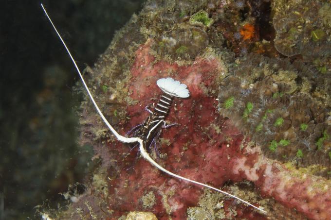 Homard épineux juvénile peint