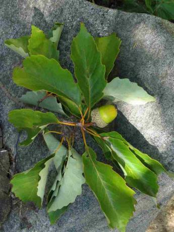 feuilles de châtaignier et gland