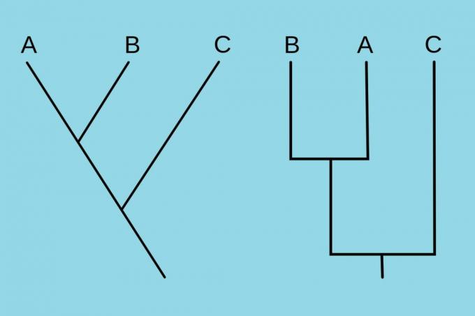 Deux cladogrammes identiques