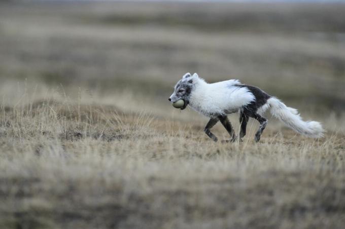 Ce renard arctique, à mi-chemin entre ses manteaux d'été et d'hiver, vole un œuf.