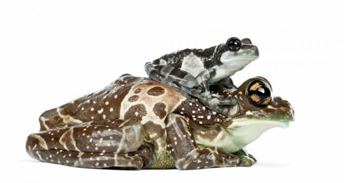 Grenouille de lait Amazon adulte et jeune