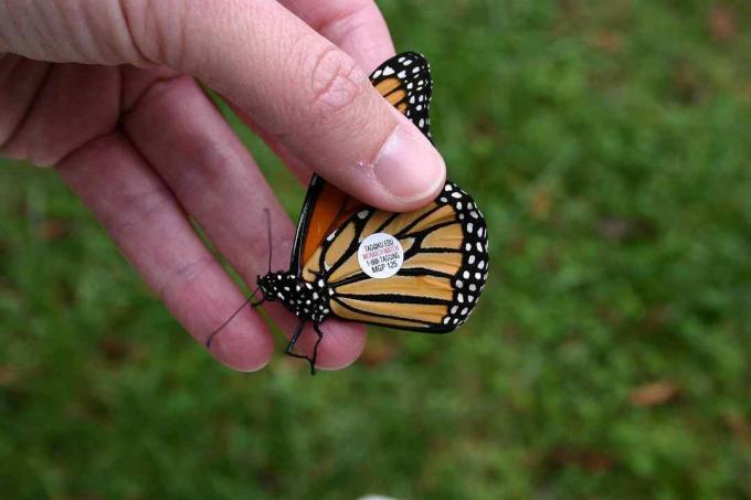 Les bénévoles étiquettent les monarques afin que les scientifiques puissent cartographier leurs voies de migration.