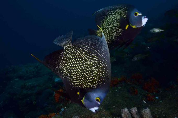 Poisson ange français