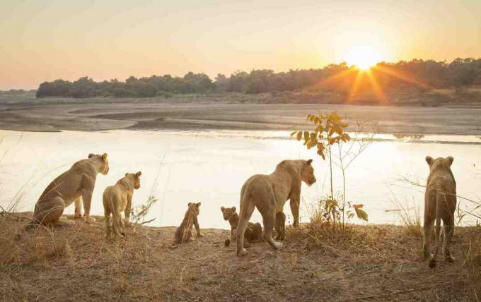 Lionnes avec oursons par rivière au coucher du soleil dans le parc national de South Luangwa, Zambie