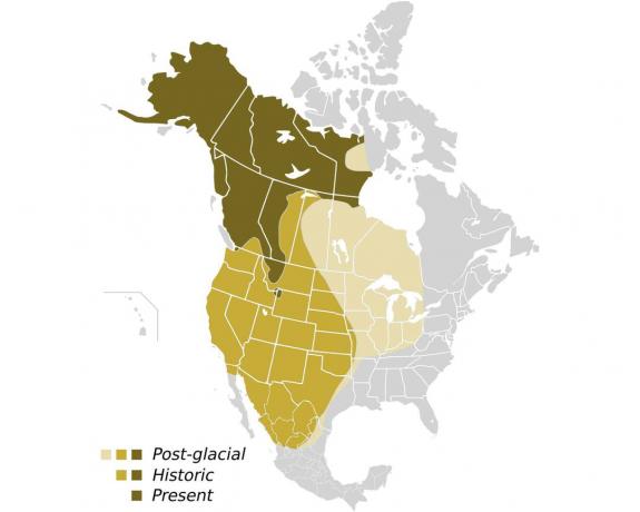 Répartition du grizzli au fil du temps