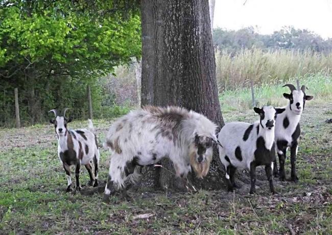 Groupe de chèvres évanouies