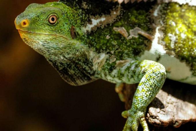 Iguane huppé des Fidji