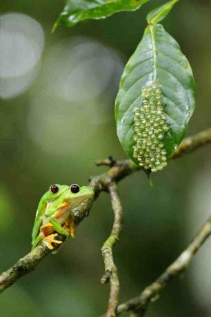 Les grenouilles arboricoles pondent leurs œufs sur les feuilles au-dessus de l'eau. Les têtards tombent dans l'eau lorsqu'ils éclosent.