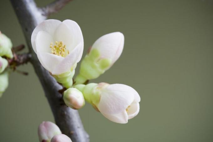 J'ai obtenu que vous êtes au stade de la floraison. Parties d'un quiz sur les plantes à fleurs