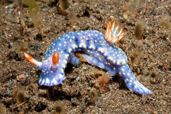 Nudibranche, Hypselodoris kanga. Tulamben, Bali, Indonésie. Mer de Bali, océan Indien