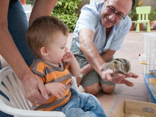 Certaines personnes gardent les tamias comme animaux de compagnie.