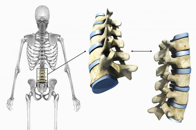 Diagramme montrant les vertèbres lombaires et les articulations sur fond blanc.