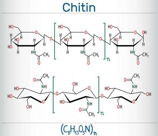 Structure chimique de la chitine