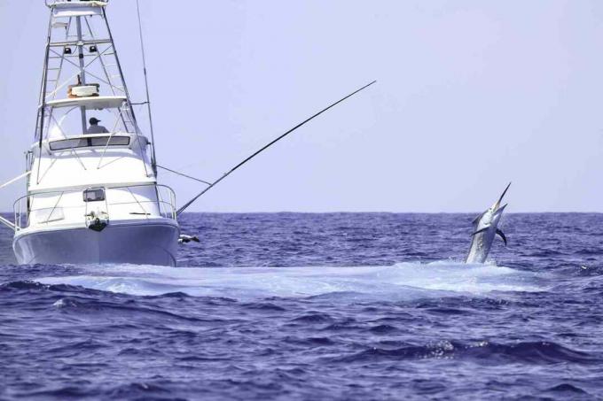 Bateau de pêche charter combattant un makaire bleu