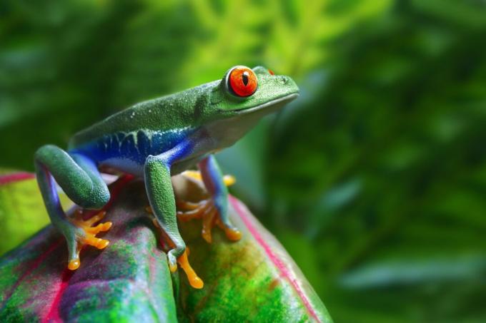 Grenouille aux yeux rouges