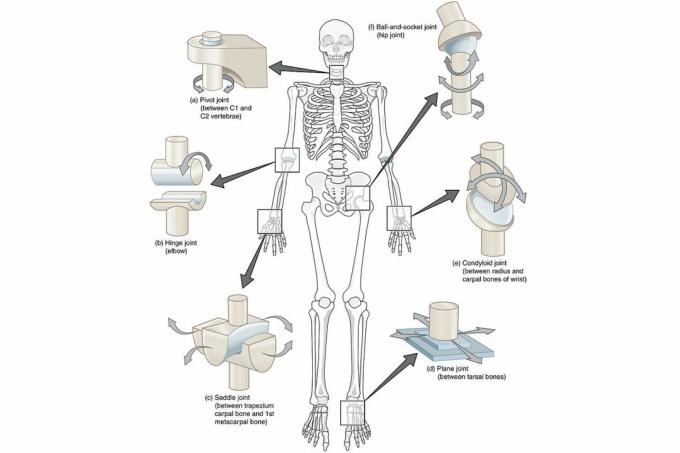 Diagramme des articulations synoviales dans tout le corps sur un fond blanc.