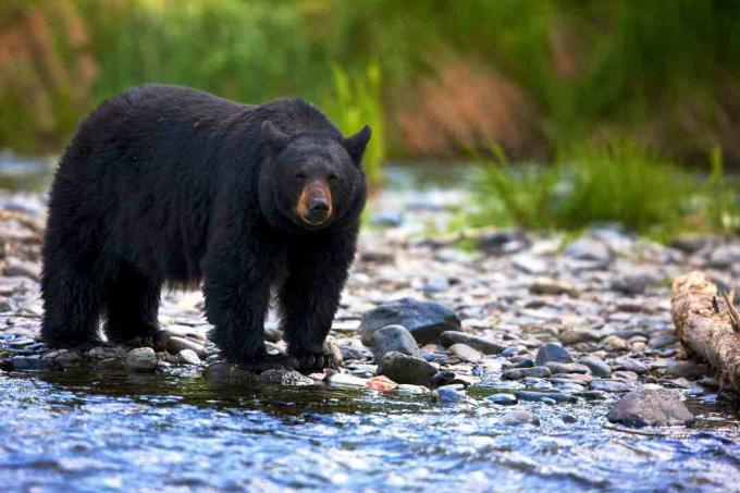 Ours noir (Ursus americanus) debout dans un ruisseau rocheux, Colombie-Britannique, Canada