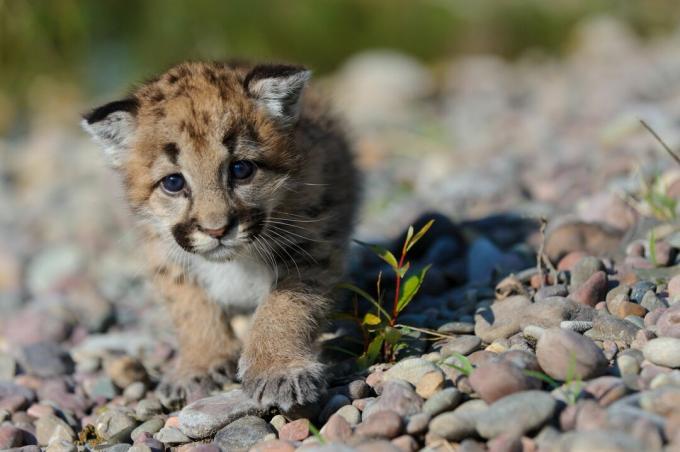 Les chatons des lions de montagne sont repérés et ont les yeux bleus.