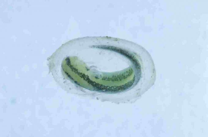 Ceci est un triton dans son sac à œufs. Comme les tritons, les larves de salamandre sont reconnaissables dans leurs œufs.