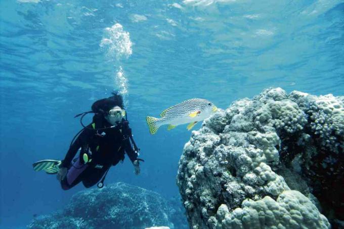 Plongée sous-marine et Sweetlips