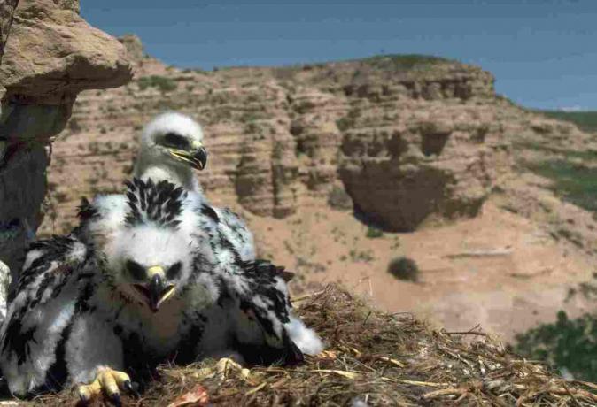 Deux poussins d'aigle royal sont assis dans un nid sur une falaise dans le Pawnee National Grassland dans le Colorado. | Emplacement: Pawnee National Grassland, Colorado, États-Unis.