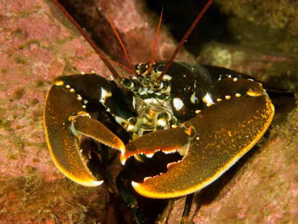 Homard parmi les rochers