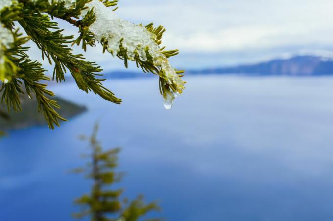 Gros plan de la fonte des neiges sur une branche d'arbre sur Crater Lake, Oregon, United States