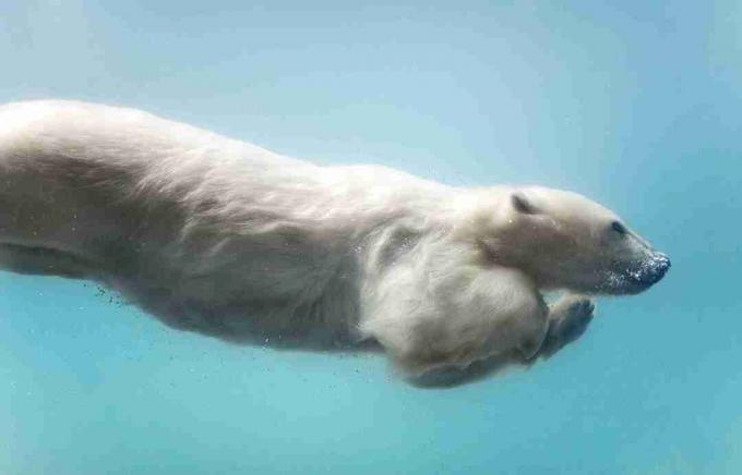 Les ours polaires sont d'excellents nageurs.