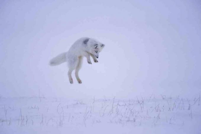 Lorsqu'un renard arctique entend un rongeur sous la neige, il saute dans les airs pour sauter silencieusement sur ses proies d'en haut.