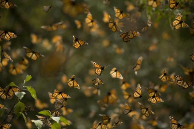 Les papillons monarques