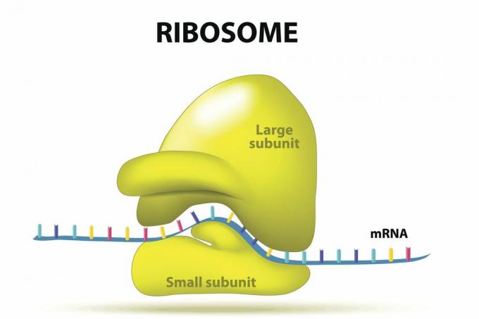 Ribosome