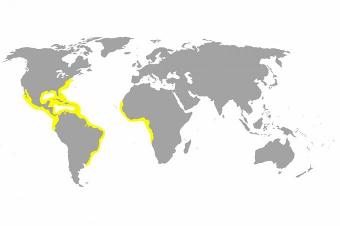 Carte de distribution du requin citron.