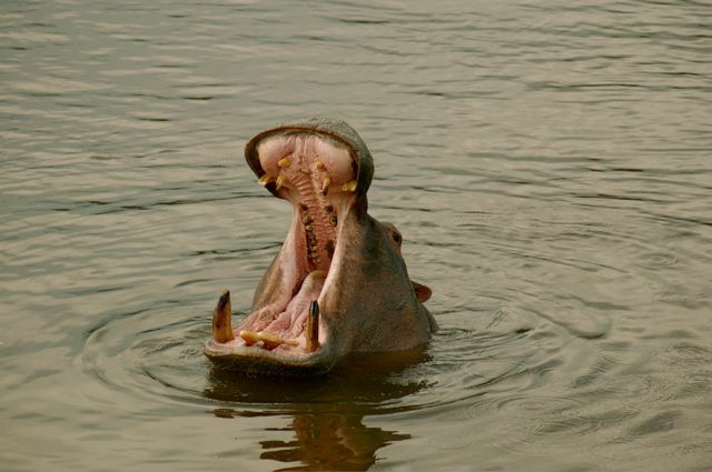 hippopotames en Afrique