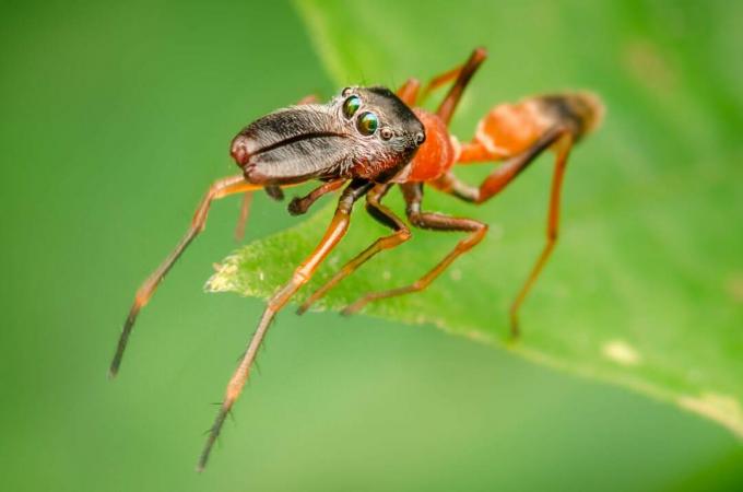 En ayant des yeux espacés autour de sa tête, cette araignée gagne un excellent champ de vision.