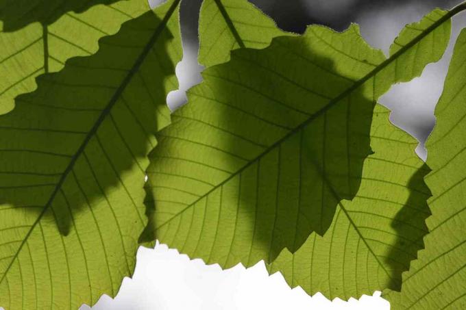 Macro de feuilles de chêne à pleines dents projetant des ombres sur les feuilles inférieures