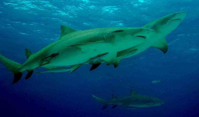 Les requins citrons vivent en groupe et sont censés nouer des amitiés les uns avec les autres.